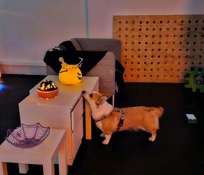 Pies oznaczający próbkę zapachową na treningu nosework