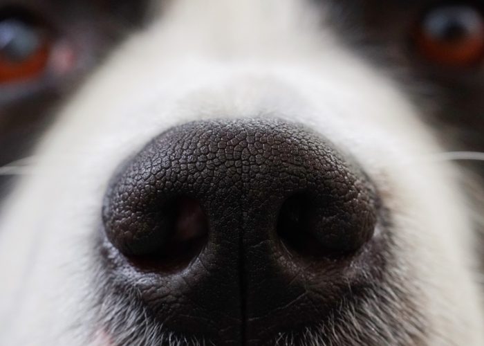 Przybliżony psi nos na zajęciach z noseworku w Krakowie